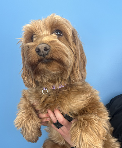 The image shows a brown dog with a collar and tag being held by a person s hand.